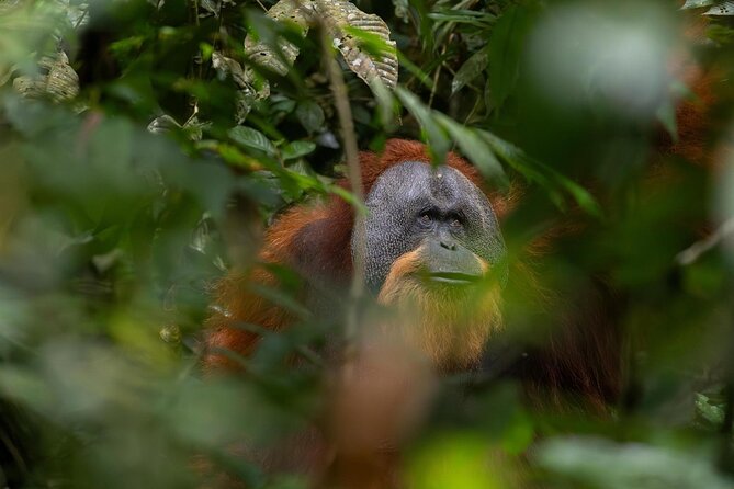 1 Day Ethical Jungle Trek in Bukit Lawang at Sumatra - Key highlights at a glance