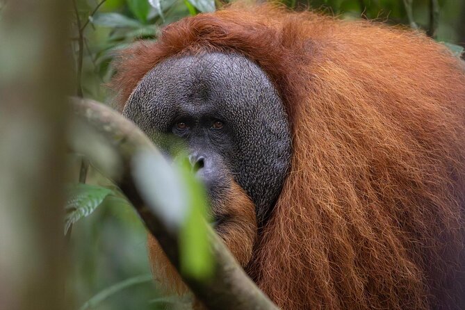 1 Day Ethical Jungle Trek in Bukit Lawang at Sumatra - What makes this Bukit Lawang trek feel truly ethical
