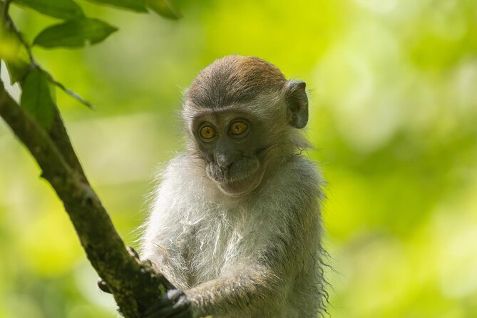 1 Day Ethical Jungle Trek in Bukit Lawang at Sumatra - Crossing into the jungle: Bohorok River and your first animal chances