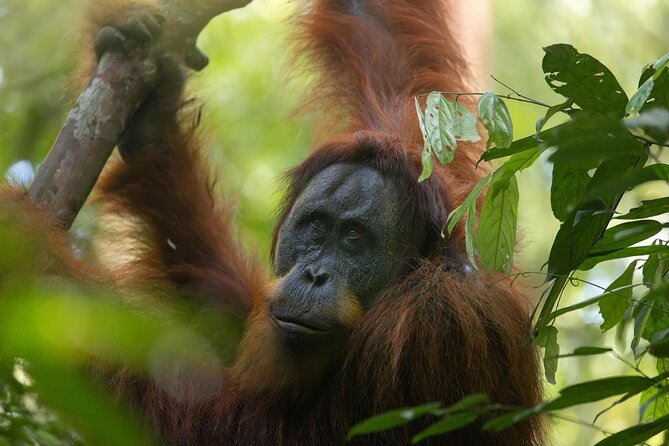 1 Day Ethical Jungle Trek in Bukit Lawang at Sumatra - Jungle fruits and coffee: small stops that keep energy steady