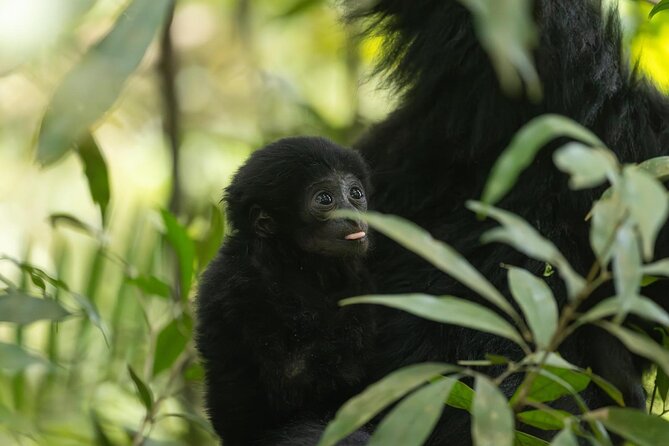 1 Day Ethical Jungle Trek in Bukit Lawang at Sumatra - The ethical trekking hours after lunch