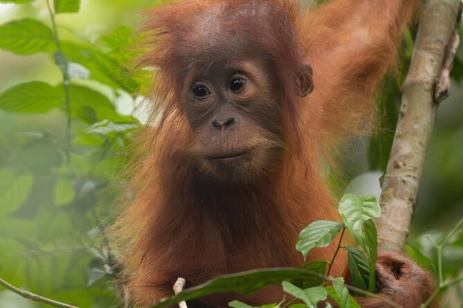 1 Day Ethical Jungle Trek in Bukit Lawang at Sumatra - River time: traditional rafting, and why to pack for getting wet
