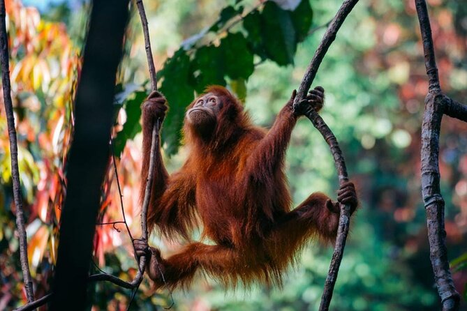 1 Day Ethical Jungle Trekking - Bukit Lawang to Gunung Leuser, and why this trek is worth your time