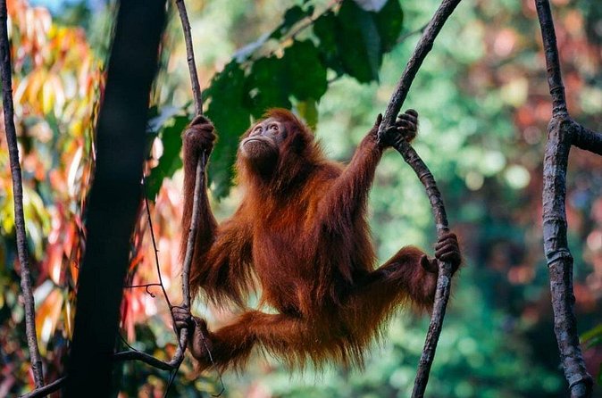 1 Day Ethical Jungle Trekking - Who should book this trek, and who might want a different fit