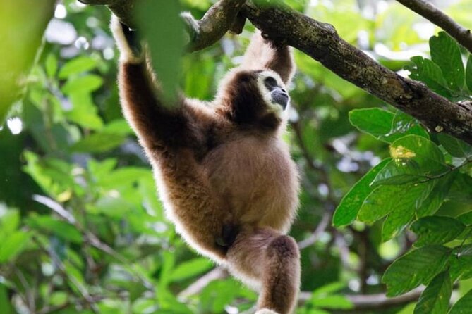 1 Day Ethical Jungle Trekking - Wildlife spotting that balances hope with respect