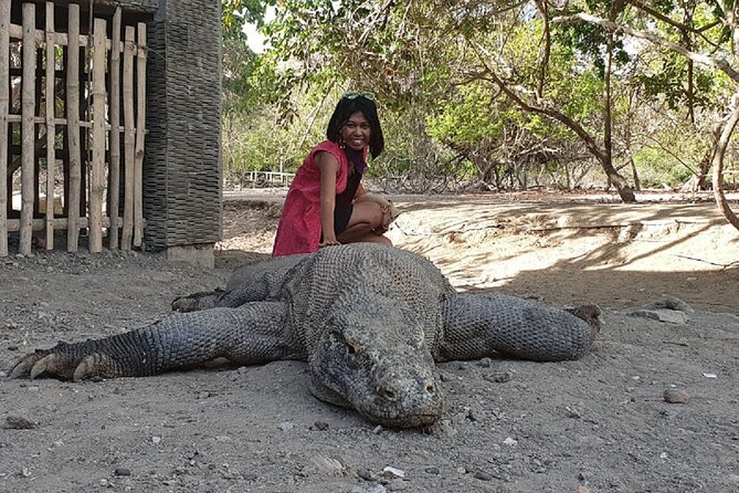 1- day Komodo island Tour hopping around by Speed Boat - Manta Point Snorkeling: Clear Water, Real Currents, Captain-Dependent Timing