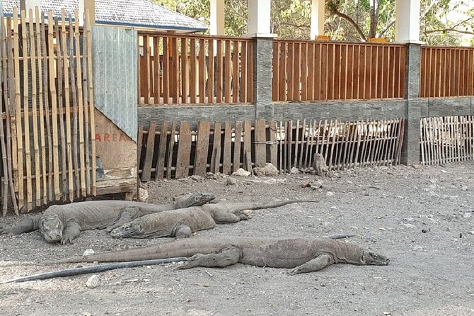 1- day Komodo island Tour hopping around by Speed Boat - Kanawa Island: Another Snorkel Option Plus Beach Time