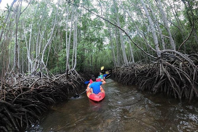 1 Hour Mangrove Tour From Lembongan with Kayak, Paddle, or Boat - Quick reasons this mangrove paddle is a smart pick