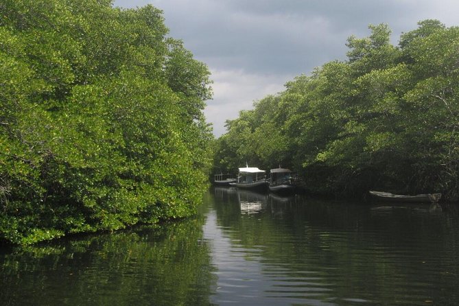 1 Hour Mangrove Tour From Lembongan with Kayak, Paddle, or Boat - Hotel pickup and the Jungutbatu meeting point