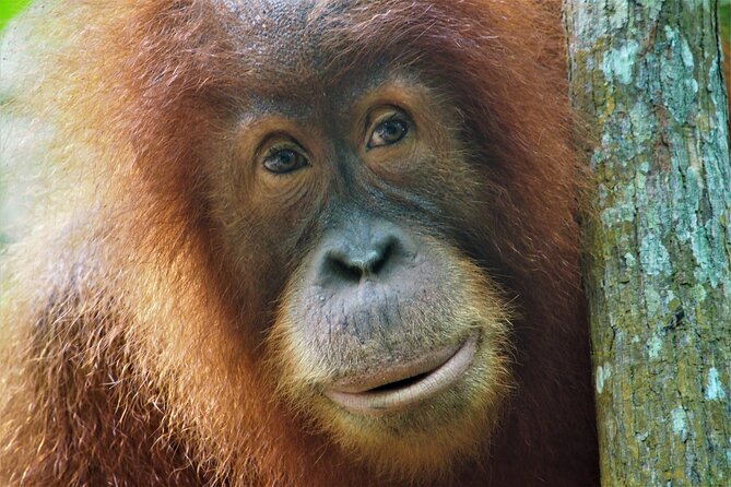 2-Day Jungle Trekking & Rafting in North Sumatra - Key highlights at a glance