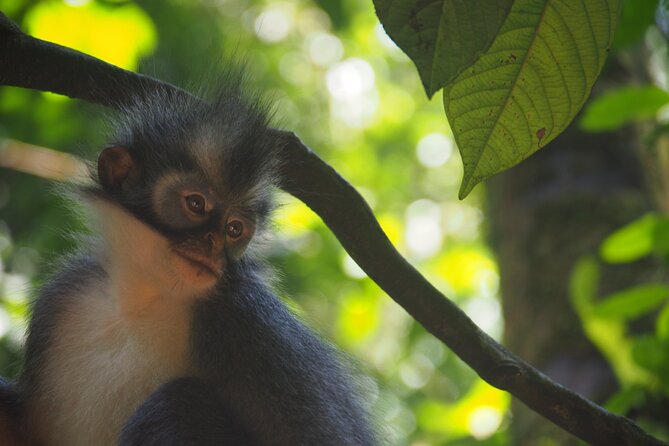 2-Day Jungle Trekking & Rafting in North Sumatra - Day one: park entrance, early tracking, and wildlife time
