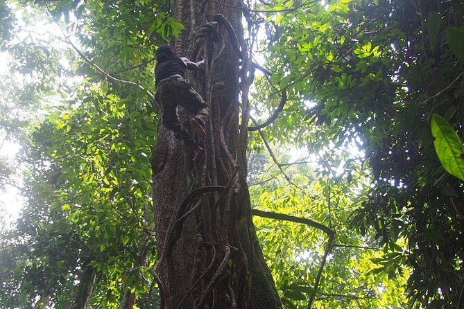 2-Day Jungle Trekking & Rafting in North Sumatra - Day two: wildlife wake-up, a choice of pace, then rafting