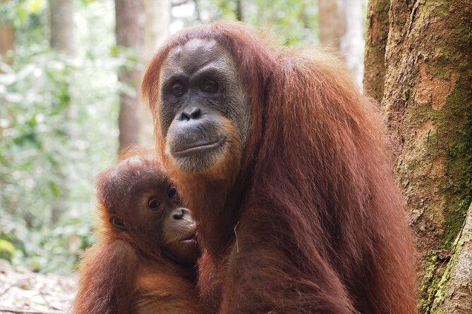 2-Day Jungle Trekking & Rafting in North Sumatra - Rafting back to Bukit Lawang: your “easy” finale