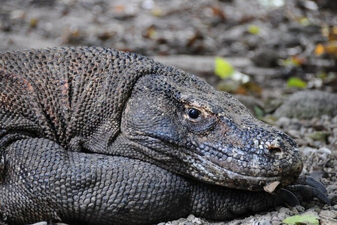 2-Day Komodo National Park and Rinca Island Wildlife Adventure from Bali - From Bali to the harbor: your day 1 starts with real travel time