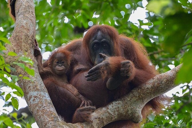 2 Days 1 Night Ethical Jungle Trekking - Key highlights you should know before you go