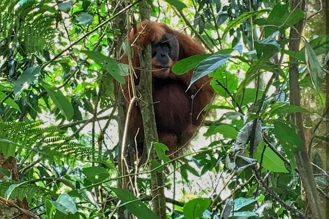2 Days 1 Night Ethical Jungle Trekking - From Medan to Bukit Lawang: how the logistics actually feel