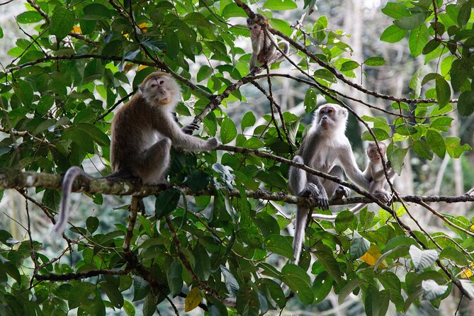 2 Days 1 Night Ethical Jungle Trekking - Day 2: herbal medicine lessons, another wildlife push, and your return choice