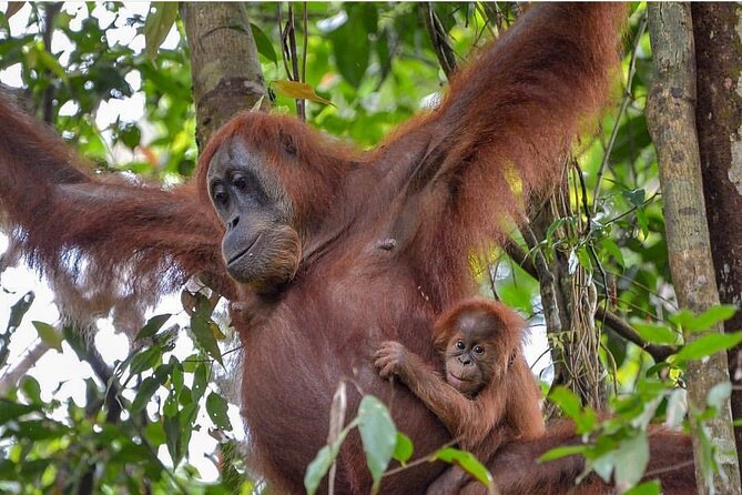 2 Days 1 Night Ethical Jungle Trekking - Who this trek fits best, and who should rethink it