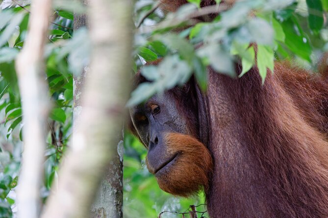 2 Days 1 Night Ethical Jungle Trekking - Should you book this Gunung Leuser 2D1N jungle trek?