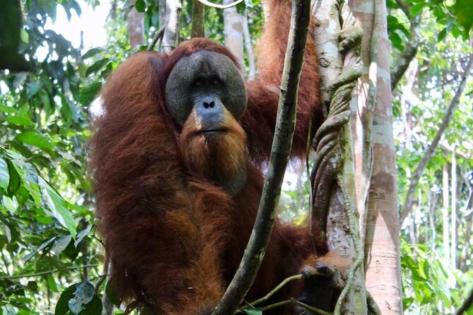 2 Days 1 Night in THE JUNGLE Mount Leuser ( See ORANGUTAN) - Key highlights you should know before you go