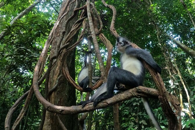 2 Days 1 Night in THE JUNGLE Mount Leuser ( See ORANGUTAN) - Bukit Lawang and Gunung Leuser, why this trek feels different
