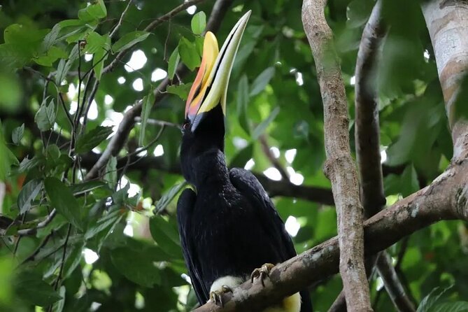 2 Days 1 Night in THE JUNGLE Mount Leuser ( See ORANGUTAN) - Day 2 plans after breakfast, more wildlife plus a small waterfall break