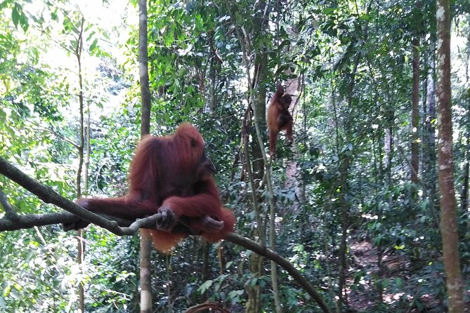 2 Days 1 Night in THE JUNGLE Mount Leuser ( See ORANGUTAN) - Wildlife sightings, what you can actually hope to see