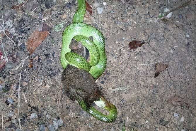 2 Days 1 Night in THE JUNGLE Mount Leuser ( See ORANGUTAN) - Food, permits, and the value of what you do not have to buy