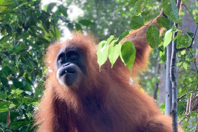 2 Days 1 Night in THE JUNGLE Mount Leuser ( See ORANGUTAN) - Who should book this orangutan trekking plan, and who should not