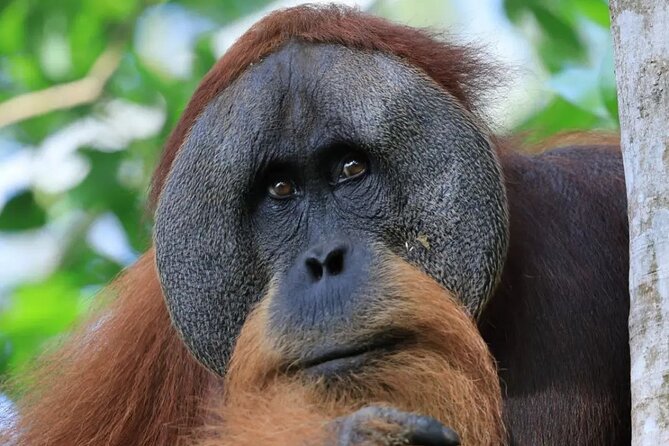 2 Days 1 Night in THE JUNGLE Mount Leuser ( See ORANGUTAN) - The Day 1 experience, wildlife searching in Gunung Leuser