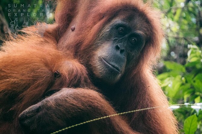 2 Days and 1 Night Ethical Jungle Trek - Quick take: what makes this trek work