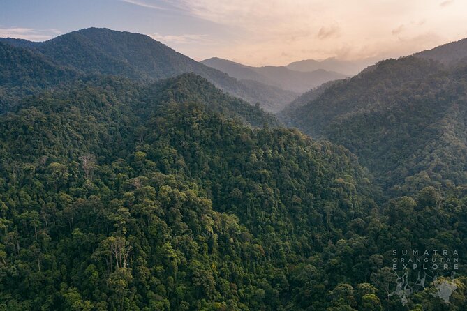 2 Days and 1 Night Ethical Jungle Trek - Jungle trekking from Medan, with real wildlife odds