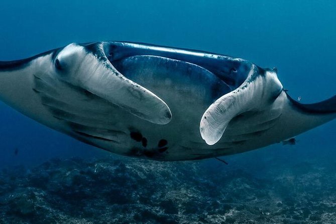 2 Days Discover Scuba Diving in Nusa Lembongan - Scuba Initiation - Key things to know before your first underwater session