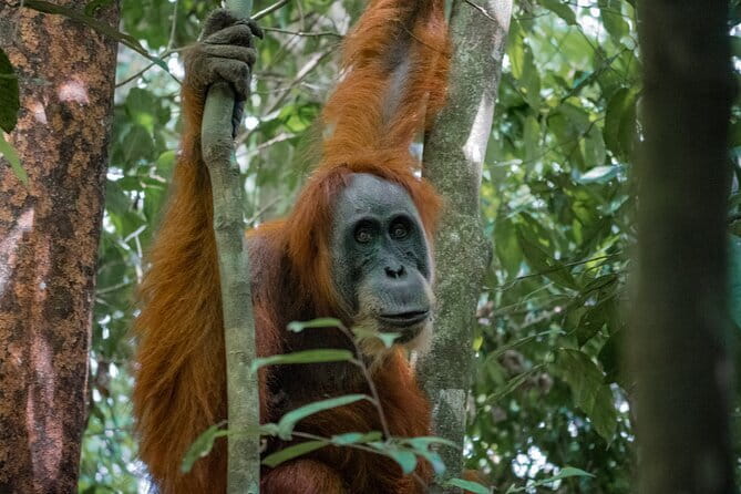 2 Days Ethical Jungle Trek in Sumatra - Key highlights you should care about