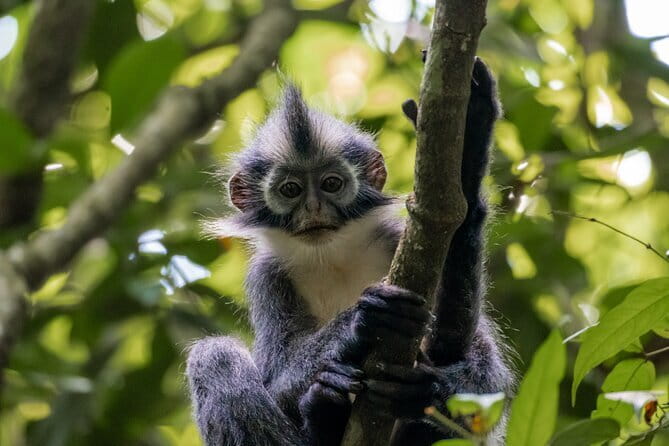 2 Days Ethical Jungle Trek in Sumatra - Ethical Jungle Trekking in Gunung Leuser, and what it means in practice
