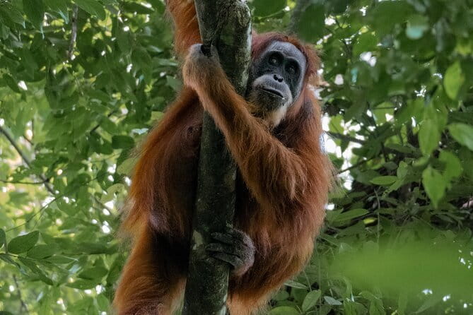2 Days Ethical Jungle Trek in Sumatra - Day 1 in the national park: trekking, lunch, dinner, and campsite reality