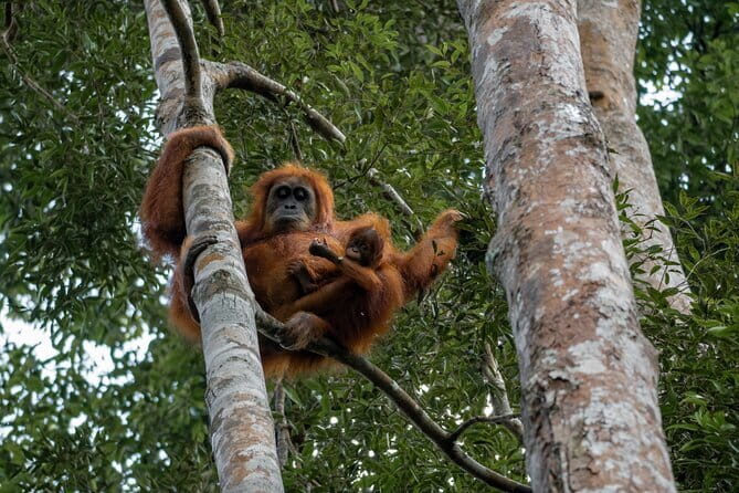 2 Days Ethical Jungle Trek in Sumatra - Guides who shape the whole trip: certification, English, and the names that keep coming up