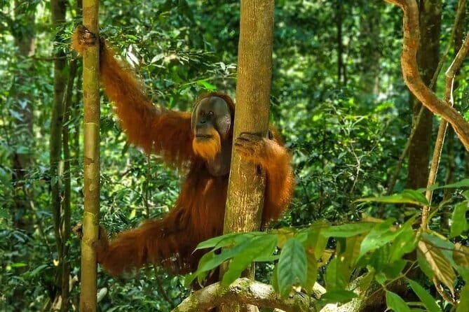 2 Days Ethical Jungle Trek in Sumatra - Who should book this trek, and who should reconsider it