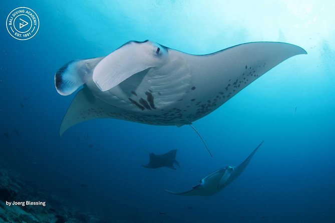 2 or 3 dives in Nusa Lembongan and Penida, for certified diver (in Lembongan) - Key takeaways before you go