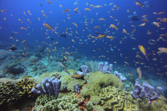 2 or 3 dives in Nusa Lembongan and Penida, for certified diver (in Lembongan) - Manta-First Scuba on the Nusa islands