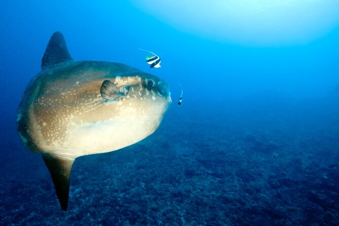 2 or 3 dives in Nusa Lembongan and Penida, for certified diver (in Lembongan) - Guides and small-group care that keep the day easy