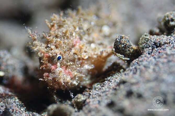 2 or 3 dives in Nusa Lembongan and Penida, for certified diver (in Lembongan) - Best-fit divers and who should choose something else