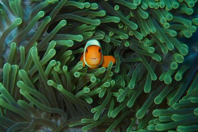 2 or 3 dives in Nusa Lembongan and Penida, for certified diver (in Lembongan) - The 6-hour rhythm: meeting, boat timing, and lunch breaks