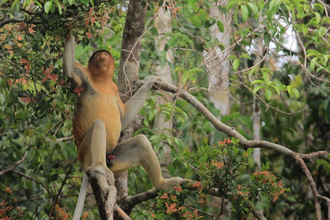 2Ns Orangutan Kelotok Tour in Tanjung Puting Kalimantan - Borneo - Day 2 at Camp Leakey and the Birute Galdikas Connection