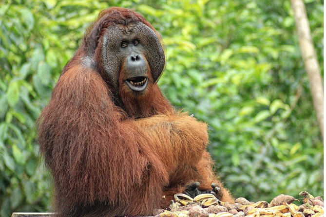 2Ns Orangutan Kelotok Tour in Tanjung Puting Kalimantan - Borneo - Meals and Drinks Included: Real Value in a Remote Place