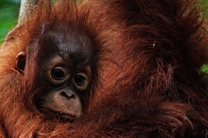 2Ns Orangutan Kelotok Tour in Tanjung Puting Kalimantan - Borneo - Price and Value: What $444 Covers (and What It Does Not)