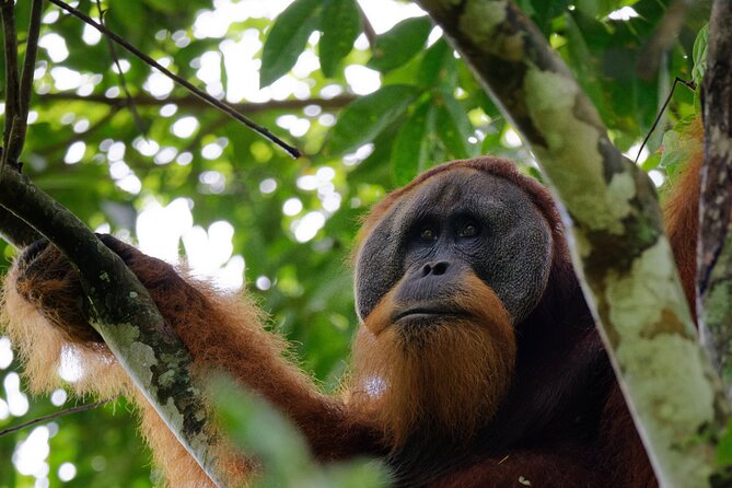 3-Day Bukit Lawang Tour Including 1-Day Ethical Jungle Trekking - Key highlights you should care about
