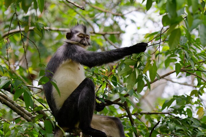3-Day Bukit Lawang Tour Including 1-Day Ethical Jungle Trekking - From Medan to Bukit Lawang: the start that sets the tone