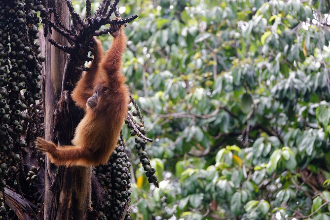 3-Day Bukit Lawang Tour Including 1-Day Ethical Jungle Trekking - Tube rafting back during the trek: fun included, not just a photo stop
