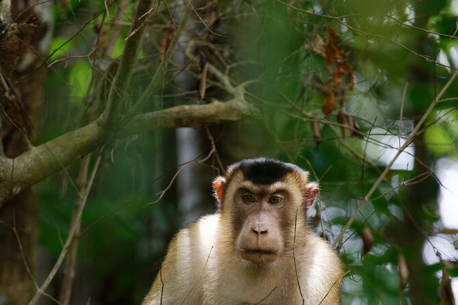 3-Day Bukit Lawang Tour Including 1-Day Ethical Jungle Trekking - Price and what $392.62 really covers